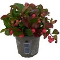 Afbeelding van Gaultheria P10.5 procumbens "Winter pearls" (rode bessen)